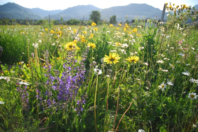 Blühfläche Abstecher &quot;Lechfeld&quot;