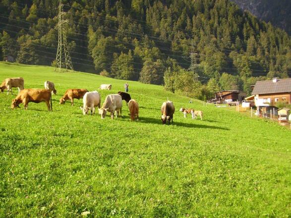 Unser Vieh auf der Weide