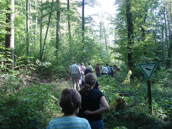 Auf dem Waldweg