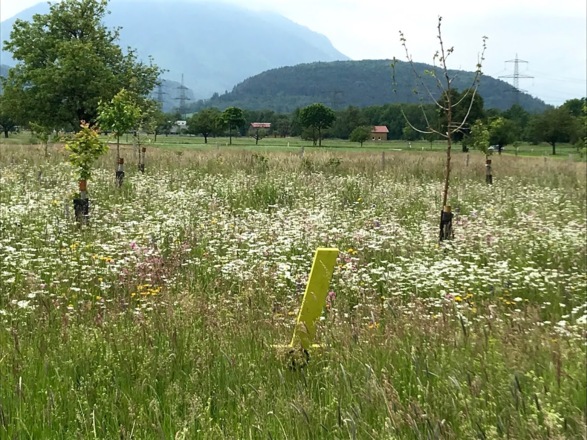 Blühfläche Abstecher &quot;Lechfeld&quot;