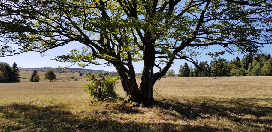 Zwischen Schwarzem Moor und dem Eisgraben