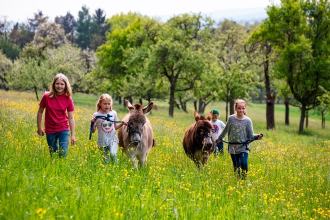 Wandern mit Eseln rund um Eschau