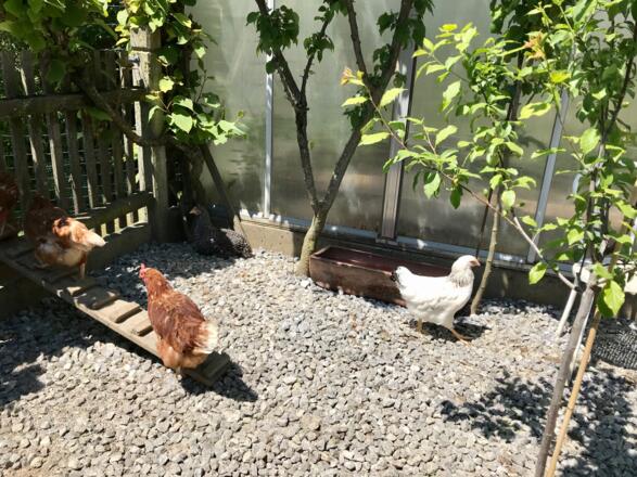 meine Hühner liefern täglich Eier