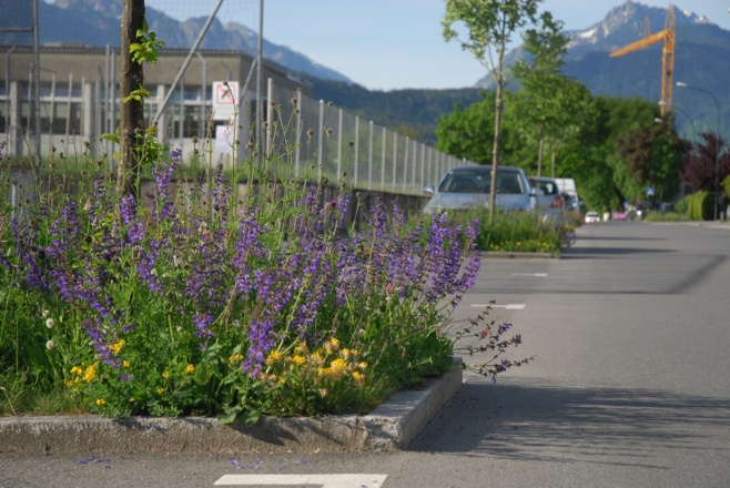 Blühfläche Vorderlandstraße Volksschule Montfort / Kindergarten Bifang