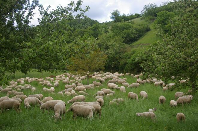 Landschaftspflege mit Schafen