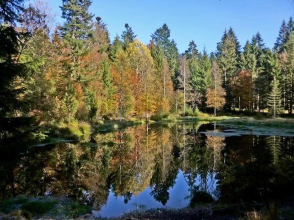 Grimmeisenweiher