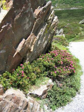Alpenrosen