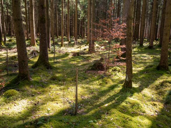 geschützte gepflanzte Bäume