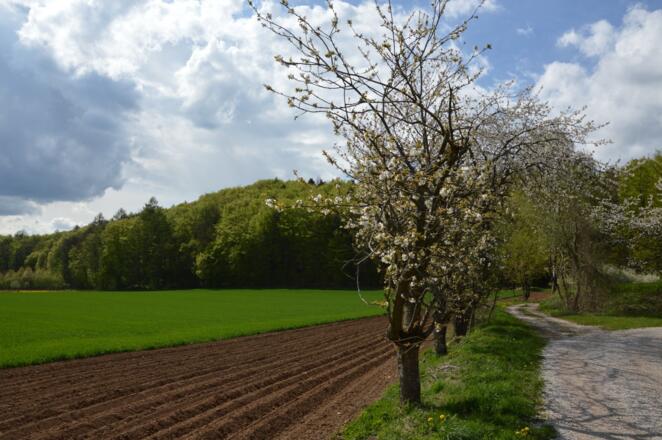Auf der Jurahöhe bei Neudorf