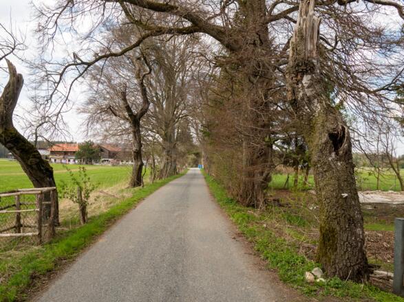 jnorrige Bäume am Wegesrand