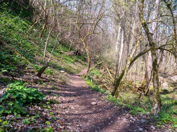 schöner Trail zwischen Maxlmühle und Valley