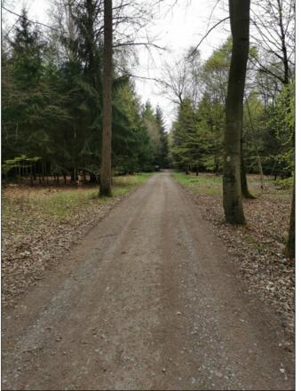 Waldweg zur Anna Kapelle