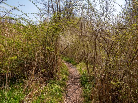 verwunschener Weg