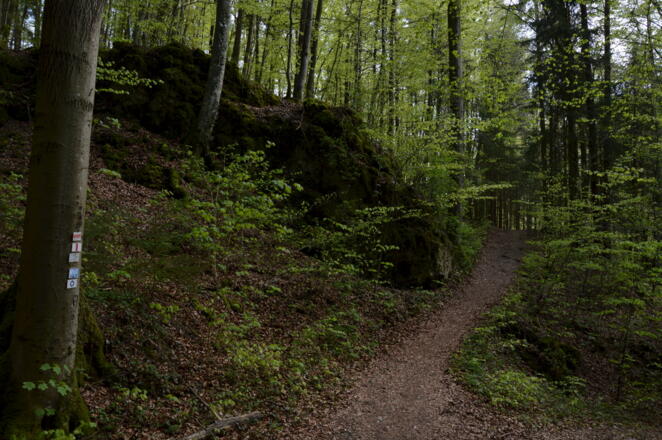 Waldpfade oberhalb von Muggendorf