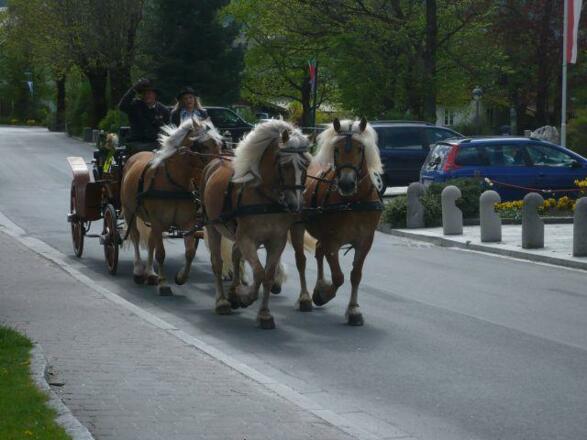 Kutschenfahrt mit unseren Haflingern