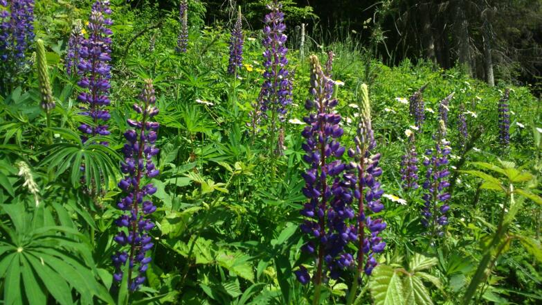 Lupinien um 700m
