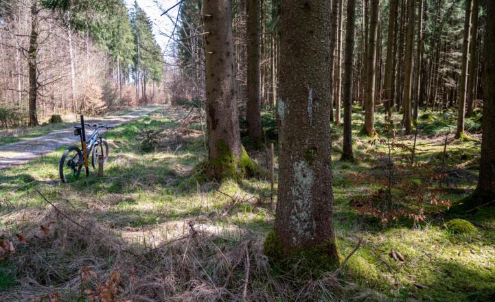 Waldstimmung im Hofoldinger Forst