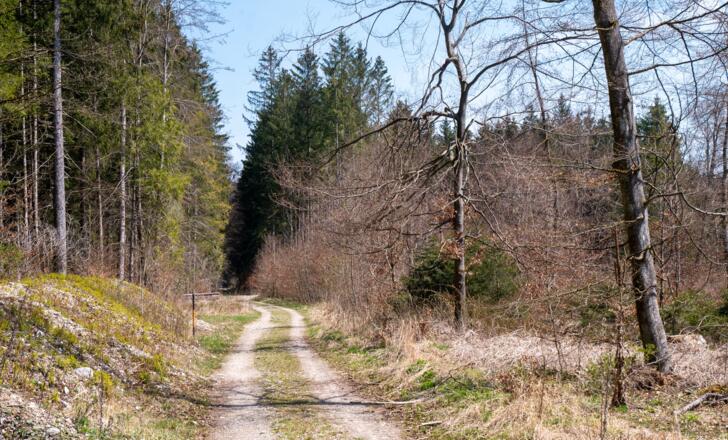 durch den Hofoldingerforst