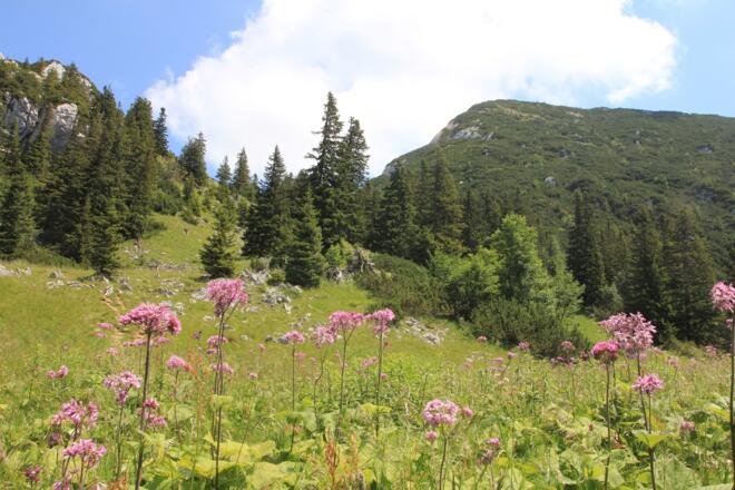 Blühende Landschaft in Inzell im Chiemgau