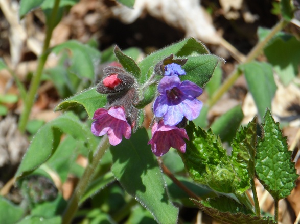 "Hänsel und Gretel" am Weg zur Burgruine Gutrat