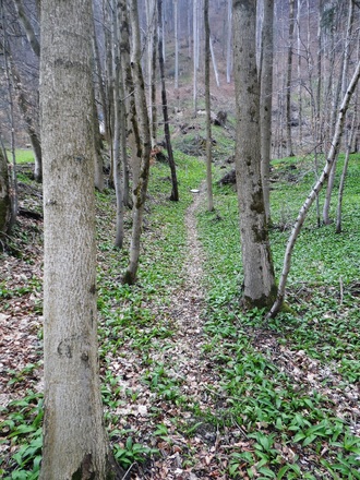 Stichweg zur Hubertuskapelle