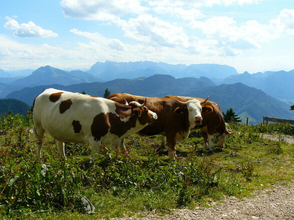 Kühe Beim Hochgernhaus