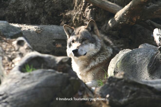 Alpenzoo in Innsbruck - Wolf