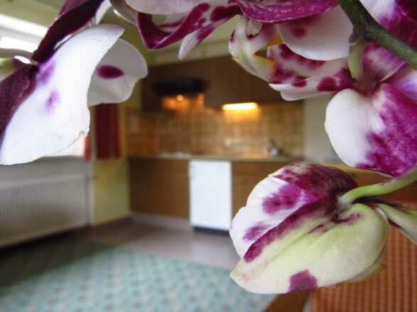 Appartment im Sommer, Ferienwohnung Ferienwohnung 4 Personen