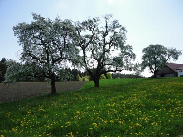 Frühling am Rothstadlerhof