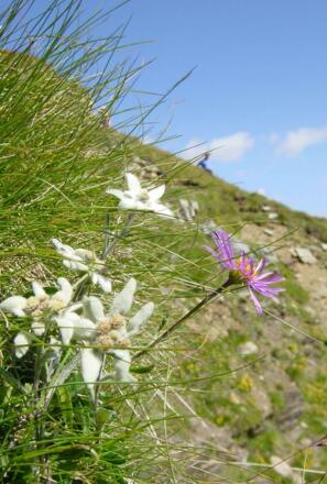 Edelweiss3
