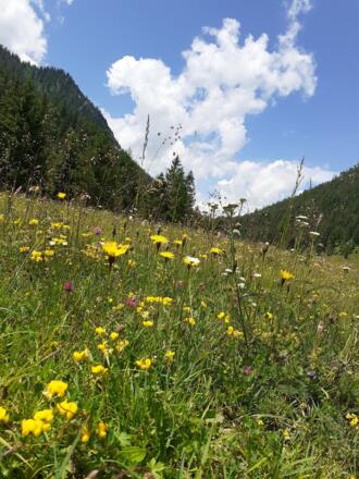 Almwiese auf der Esterbergalm