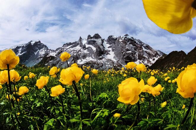 Alpenblumen