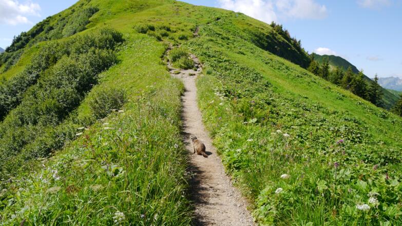 Murmeltier am Schlappoltkopf