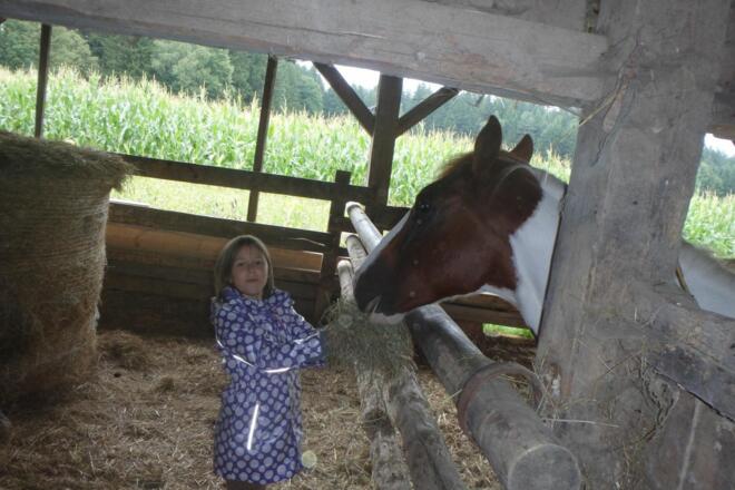 beim Pferdfüttern