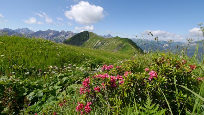 Alpenrosen am Schlappoltkopf