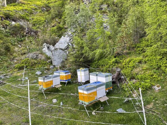 Bienenstöcke