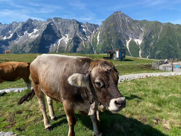 Glückliche Kühe in den Zillertaler Bergen