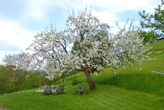 Apfelbaum