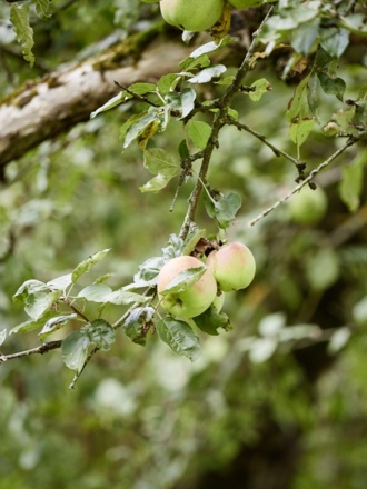 Permakultur Theklasien_Haibach_150930_1058©WGD Donau Oberösterreich Tourismus GmbH-Peter Podpera