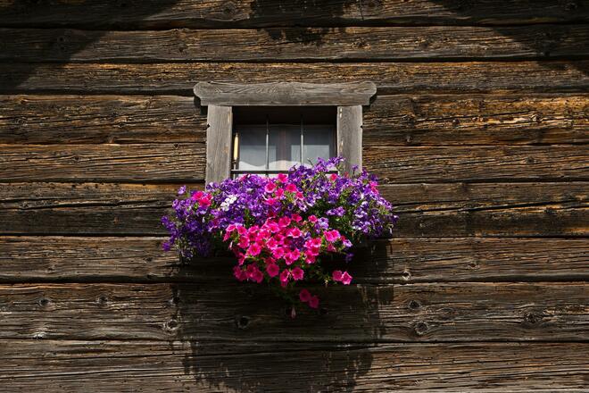 Blumen