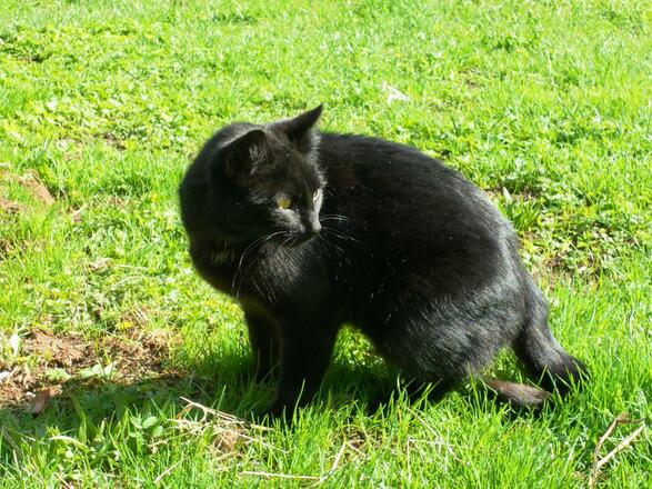 Katze Nelly