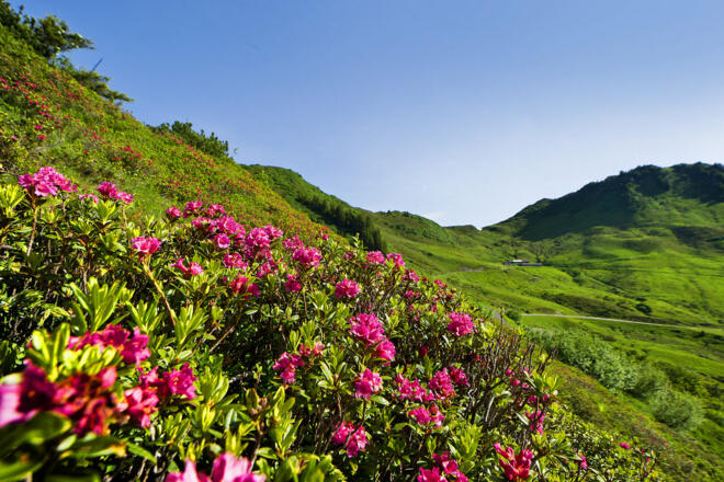 Alpenrose in Damüls