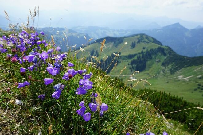 Blumen am Geiglestein