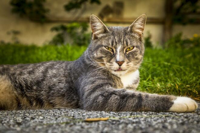 Katze Maugi