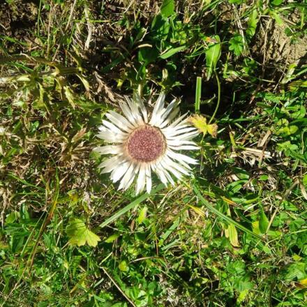 Silberdistel