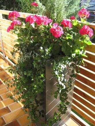 Balkonblumen - Mit Liebe zum Detail