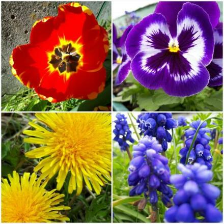 Blütenpracht Haus Ria