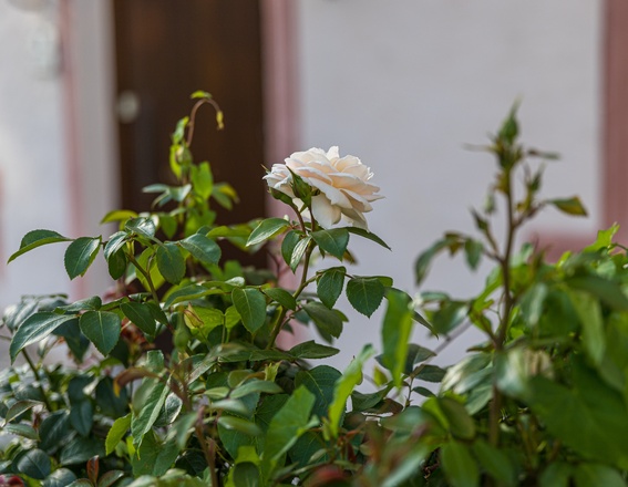 Rosen vorm Rathaus Türkenfeld