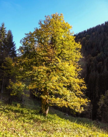 Herbst im Sägertal