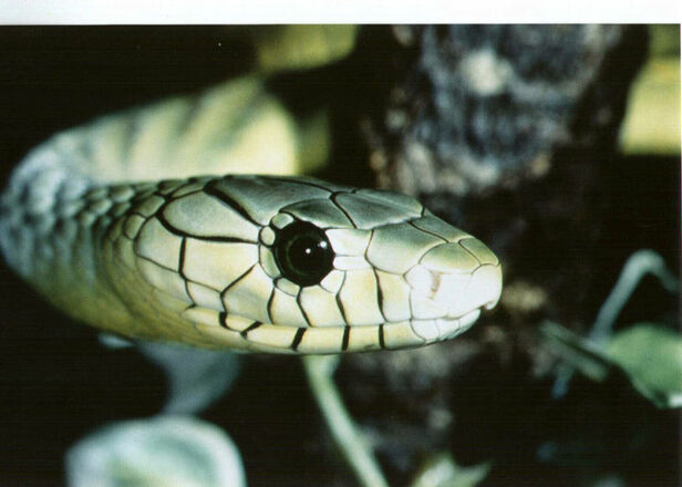 Mamba